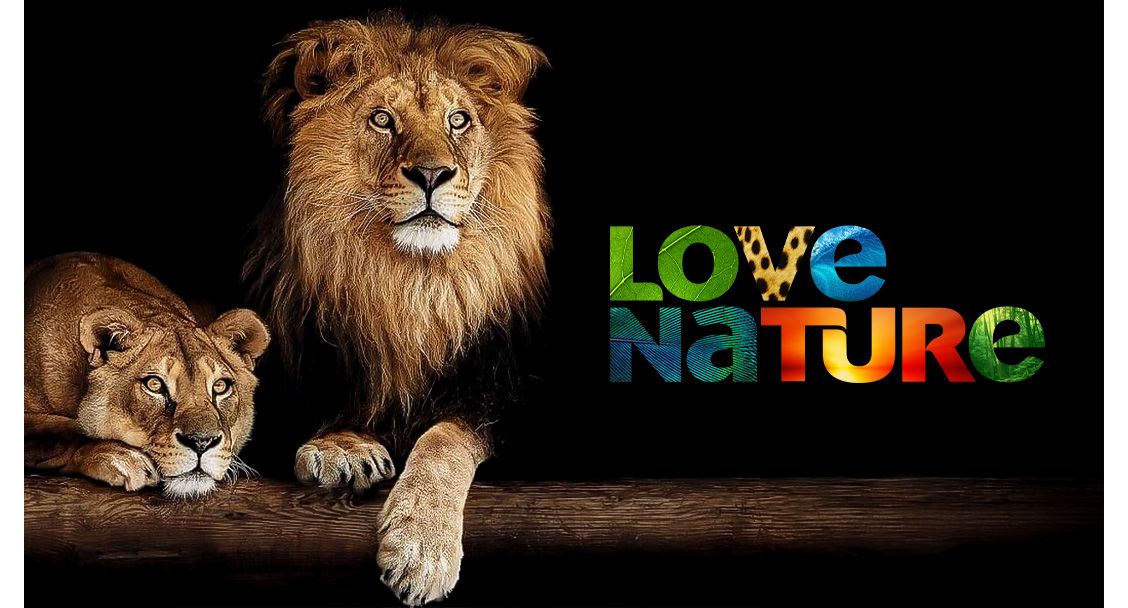 Love nature leeuw