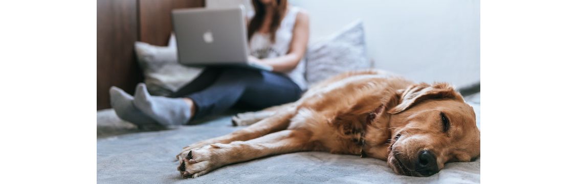 Hebben uw werknemers recht op thuiswerken?