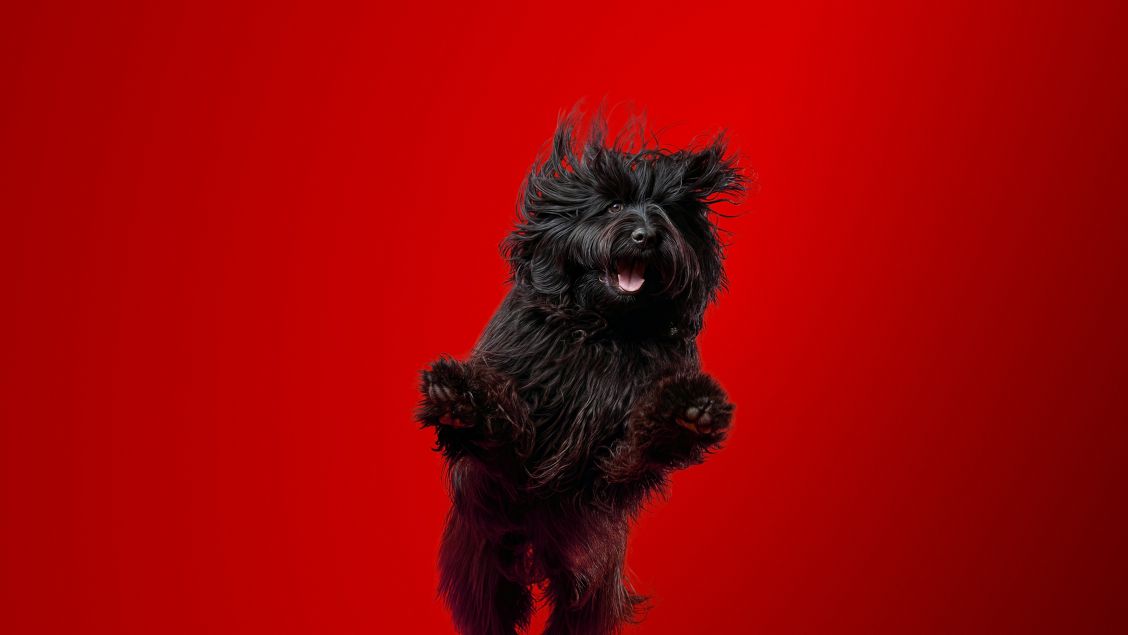 Black friday iPhone deals