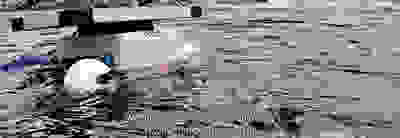 Video: hoe Extreme E en Vodafone de wilde zalm weer gelukkig maken